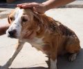 Έκκληση για τα έξοδα περίθαλψης & την υιοθεσία της σκυλίτσας που κάποιος έκαψε μαζί με τα κουτάβια της στη Γέργερη Ηρακλείου Κρήτης