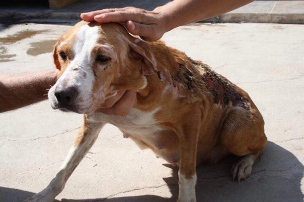 Έκκληση για τα έξοδα περίθαλψης & την υιοθεσία της σκυλίτσας που κάποιος έκαψε μαζί με τα κουτάβια της στη Γέργερη Ηρακλείου Κρήτης