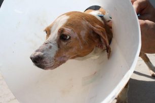 Γέργερη Ηρακλείου Κρήτης: Έκλεισε σκυλίτσα με 9 κουτάβια σε φούρνο και άναψε φωτιά για να τα κάψει (βίντεο)