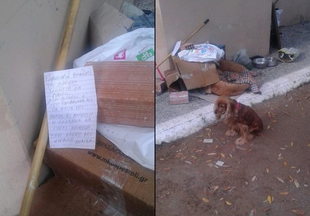 Γυναίκα εγκατέλειψε τον τυφλό και κουφό σκύλο της έξω από εκκλησία στο Χαλάνδρι Αττικής