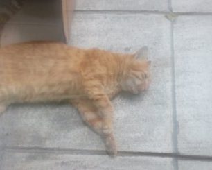 Νεκρή γάτα από φόλα στα Ιλίσια Αττικής