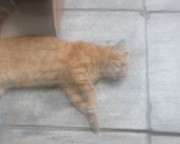 Νεκρή γάτα από φόλα στα Ιλίσια Αττικής