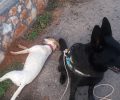 Κρήτη: Νεκρά σκυλιά από φόλες εντόπισε ο εκπαιδευμένος σε σκύλος σε Χανιά και Λασίθι