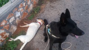 Κρήτη: Νεκρά σκυλιά από φόλες εντόπισε ο εκπαιδευμένος σε σκύλος σε Χανιά και Λασίθι