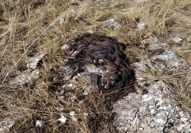 Φιλοζωικοί φορείς κρούουν τον κώδωνα του κινδύνου εξαιτίας της συστηματικής εξόντωσης ζώων με φόλες στην Καστοριά