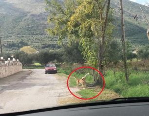 Ζάκυνθος: Καταδικάστηκε με αναστολή άνδρας που άφηνε τον σκύλο του αλυσοδεμένο στη βροχή στο χωριό Καταστάρι (βίντεο)