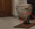 Βρήκαν κομμένο κεφάλι ζώου σε είσοδο πολυκατοικίας στον Πειραιά