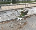 Δύο γάτες νεκρές από φόλες στην Κηφισιά Αττικής