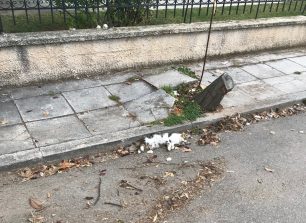 Δύο γάτες νεκρές από φόλες στην Κηφισιά Αττικής