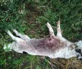 Βρήκε τον σκύλο τους νεκρό πυροβολημένο με κυνηγετικό όπλο στην Κοκκίνα Μαγνησίας