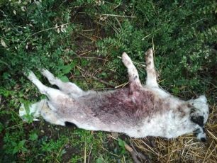 Βρήκε τον σκύλο τους νεκρό πυροβολημένο με κυνηγετικό όπλο στην Κοκκίνα Μαγνησίας