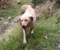Βρέθηκε - Χάθηκε θηλυκός σκύλος στην Ποταμιά Ευρυτανίας