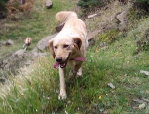 Βρέθηκε - Χάθηκε θηλυκός σκύλος στην Ποταμιά Ευρυτανίας