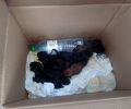 Μητέρα στη Λαμία προσέφερε το γάλα της για να ζήσουν 7 νεογέννητα κουταβάκια που βρέθηκαν στα σκουπίδια
