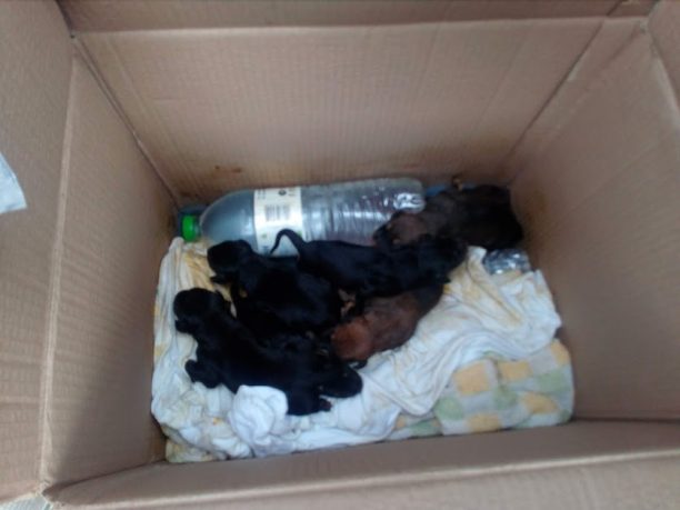 Μητέρα στη Λαμία προσέφερε το γάλα της για να ζήσουν 7 νεογέννητα κουταβάκια που βρέθηκαν στα σκουπίδια