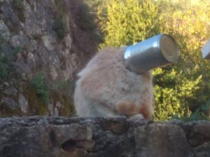 Απεγκλώβισε τη γάτα που είχε σφηνώσει σε κουτί κονσέρβας στην Καρυά Λευκάδας (βίντεο)