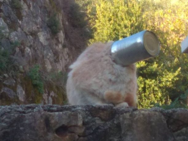 Απεγκλώβισε τη γάτα που είχε σφηνώσει σε κουτί κονσέρβας στην Καρυά Λευκάδας (βίντεο)