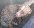 Αλεξανδρούπολη: Καταδικάστηκε με αναστολή άνδρας που πέταξε σκύλο μέσα σε κυνοκομείο και το ζώο καταδαγκώθηκε από τα άλλα