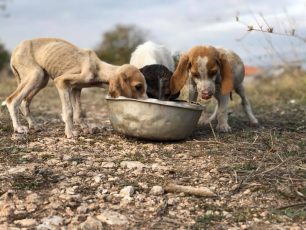 Ζητούν βοήθεια για τα δεκάδες πεινασμένα σκυλιά της Μαυροπηγής το χωριό που κατεδαφίζει η Δ.Ε.Η. στην Κοζάνη (βίντεο)