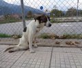 Σκύλος σκελετωμένος σερνόταν παράλυτος στο Μουζάκι Καρδίτσας (βίντεο)