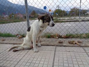 Σκύλος σκελετωμένος σερνόταν παράλυτος στο Μουζάκι Καρδίτσας (βίντεο)