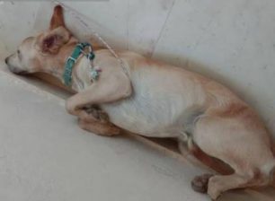 Βρέθηκε - Χάθηκε αρσενικός σκύλος στον Άγιο Νικόλαο Αρτέμιδος Αττικής