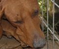 Νέα Ηρακλείτσα Καβάλας: Πυροβόλησε τον αδέσποτο σκύλο και τον τύφλωσε από το ένα μάτι