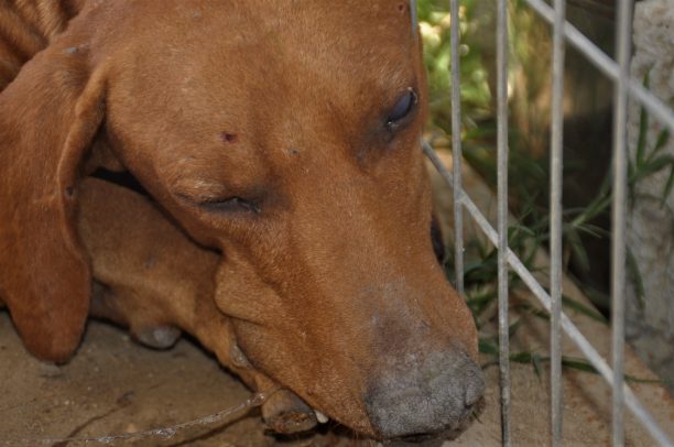 Νέα Ηρακλείτσα Καβάλας: Πυροβόλησε τον αδέσποτο σκύλο και τον τύφλωσε από το ένα μάτι