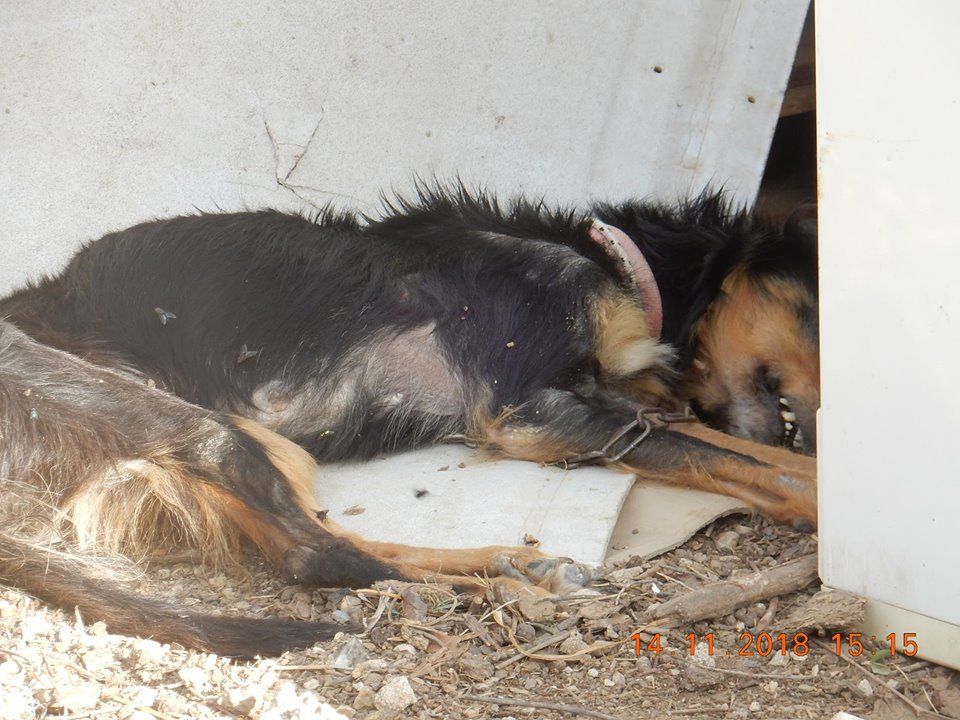 Βρήκαν τον σκελετωμένο σκύλο νεκρό και ακόμα αλυσοδεμένο σε κτήμα στην Πηγή Λέσβου 2 PigiLesvouNekrosSkylos 1