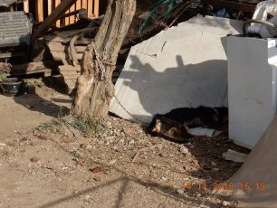 Βρήκαν τον σκελετωμένο σκύλο νεκρό και ακόμα αλυσοδεμένο σε κτήμα στην Πηγή Λέσβου
