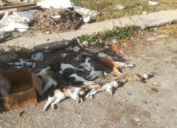 21 γάτες νεκρές από φόλες βρέθηκαν στις εργατικές κατοικίες στον Πύργο Ηλείας