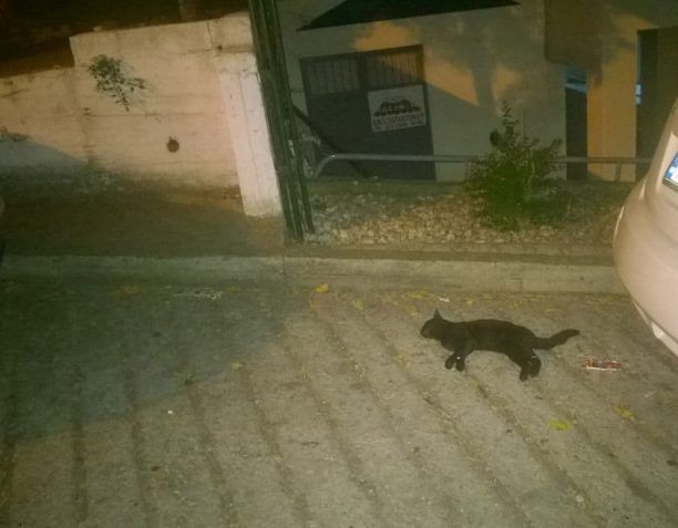 Με φόλες και όπλα σκοτώνουν αδέσποτα στη Ραψάνη Καβάλας