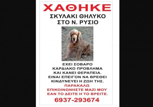 Χάθηκε θηλυκός σκύλος (Κόκερ) στο Νέο Ρύσιο Θεσσαλονίκης