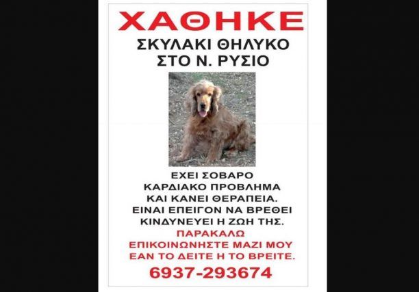 Χάθηκε θηλυκός σκύλος (Κόκερ) στο Νέο Ρύσιο Θεσσαλονίκης