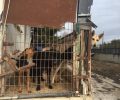 90 σκυλιά στην Περαία Θεσσαλονίκης σε άμεσο κίνδυνο αφού ο 86χρονος Τζίμης Σαμαράς νοσηλεύεται (βίντεο)