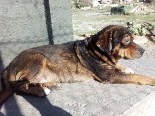 Έκκληση για περίθαλψη άρρωστου αδέσποτου σκύλου που βρίσκεται σε στρατόπεδο στο όρος Αιγάλεω