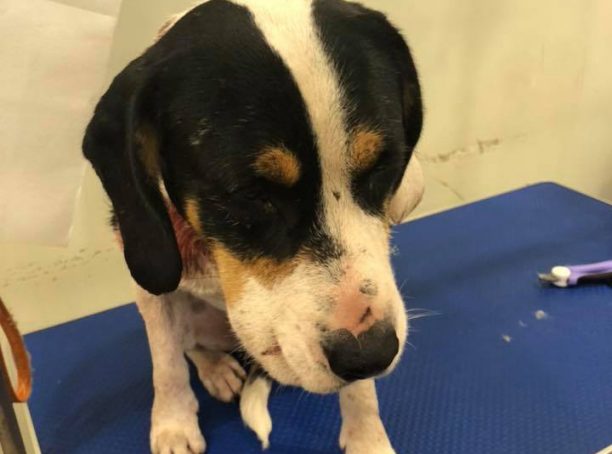 Ναύπακτος Αιτωλοακαρνανίας: Ο πυροβολημένος σκύλος πήγε μόνος του στο κτηνιατρείο ζητώντας με κάποιο τρόπο βοήθεια