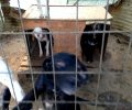 Φιλοζωικός Σύλλογος Σπάρτης προς Δήμο Σπάρτης: Μόνοι σας βγάλατε τα μάτια σας κακοποιώντας σκυλιά στα παράνομα «καταφύγια» (βίντεο)