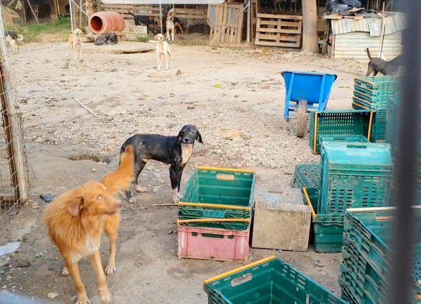 Ερώτηση στη Βουλή της Κ. Μάρκου για την κακοποίηση σκυλιών στα δύο παράνομα δημοτικά «κυνοκομεία» του Δήμου Σπάρτης (βίντεο)