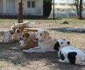 Τέσσερα σκυλιά νεκρά από φόλες στο Τ.Ε.Ι. Μεσολογγίου στην Αιτωλοακαρνανία (βίντεο)