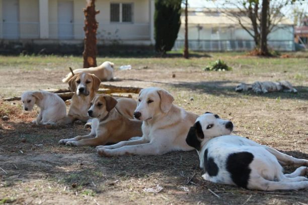 Τέσσερα σκυλιά νεκρά από φόλες στο Τ.Ε.Ι. Μεσολογγίου στην Αιτωλοακαρνανία (βίντεο)