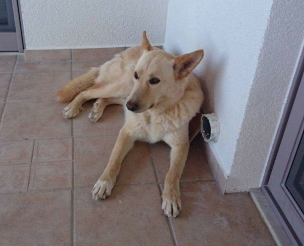 Κρήτη: Βρήκαν τον σκύλο τους πυροβολημένο πεταμένο σε γκρεμό στην Αγία Τριάδα Άδελε Ρεθύμνου