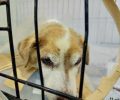 Βρήκε τον σκύλο να υποφέρει πυροβολημένος από αεροβόλο δύο φορές στον Τύρναβο Λάρισας