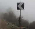 Λέσβος: Βρήκαν πτώμα αλεπούς κρεμασμένο σε πινακίδα