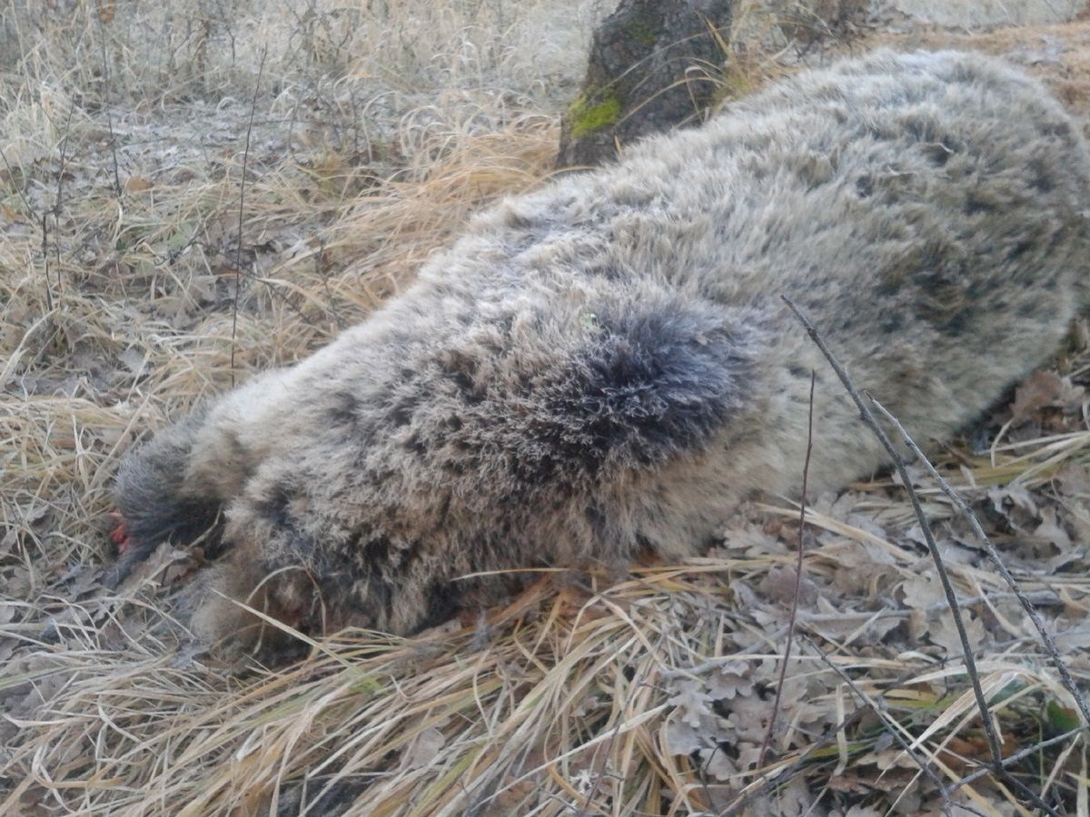 Πυλωρί Κοζάνης: Βρήκαν αρκούδα που εγκυμονούσε αποκεφαλισμένη & ακρωτηριασμένη