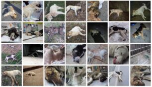 Ζητούν βοήθεια για τα έξοδα του Εφετείου στη δίκη άνδρα που καταδικάστηκε για δηλητηρίαση ζώων στο Λιτόχωρο
