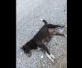 Δίον Πιερίας: Βρήκε σκύλο νεκρό δεμένο από το πόδι πυροβολημένο στο κεφάλι