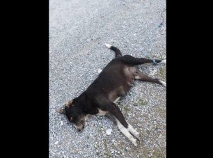 Δίον Πιερίας: Βρήκε σκύλο νεκρό δεμένο από το πόδι πυροβολημένο στο κεφάλι