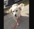 Χάθηκε θηλυκός άσπρος σκύλος στην Καλλιθέα Αττικής