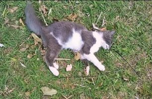 Συνεχίζονται οι δηλητηριάσεις αδέσποτων ζώων με φόλες στο Ελληνικό Αττικής – Ακόμα δύο γάτες νεκρές